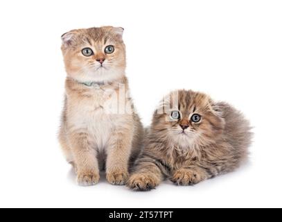 scottish Fold und Highland Fold Kätzchen vor weißem Hintergrund Stockfoto
