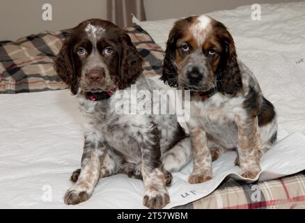 Zwei roanfarbige junge Springer Spaniels, bereit zum Bett Stockfoto