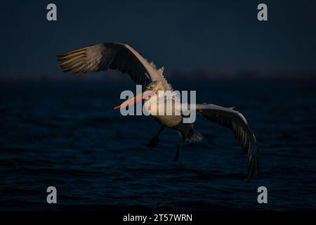 Dalmatinischer Pelikan gleitet auf dem See an Stockfoto