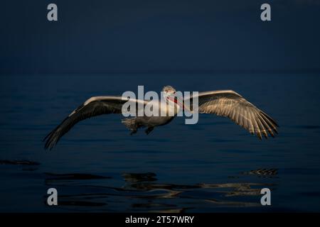 Dalmatinischer Pelikan gleitet über den noch blauen See Stockfoto