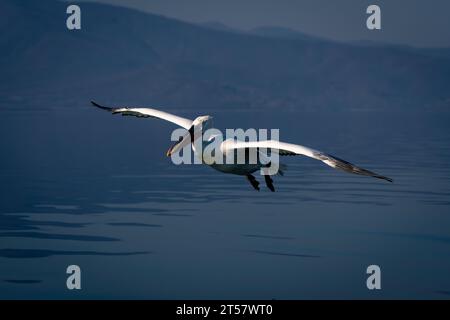 Dalmatinischer Pelikan gleitet über den flachen blauen See Stockfoto