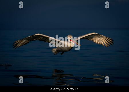 Dalmatinischer Pelikan gleitet über ruhiges blaues Wasser Stockfoto