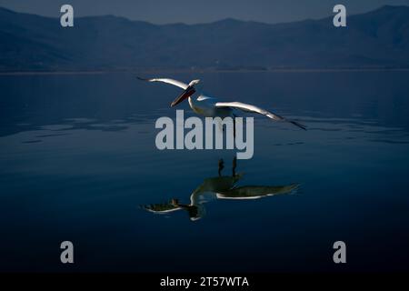 Dalmatinischer Pelikan gleitet über den ruhigen blauen See Stockfoto