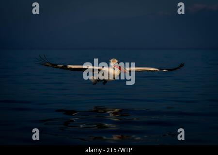 Dalmatinischer Pelikan gleitet über das Wasser an Bergen Stockfoto