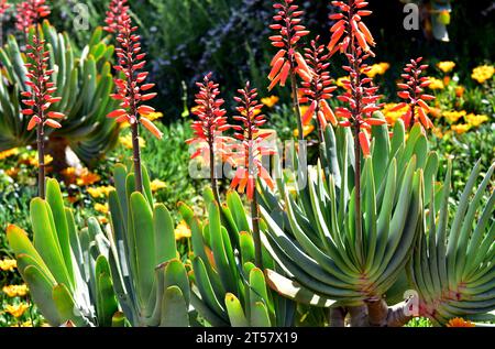 Fan Aloe (Kumara plicatilis oder Aloe plicatilis) ist eine robuste Sukkulente, die in der südafrikanischen Region Kap beheimatet ist. Stockfoto