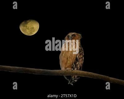 Buffy-Fischeule und abnehmender Mond. Die buffy-Fischeule lebt in Südostasien und ist in vielen Teilen Singapurs zu finden. Stockfoto