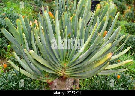 Fan Aloe (Kumara plicatilis oder Aloe plicatilis) ist eine robuste Sukkulente, die in der südafrikanischen Region Kap beheimatet ist. Stockfoto