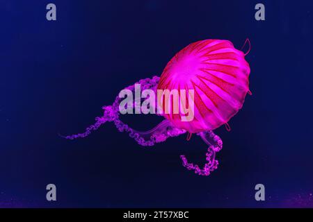 Schwimmende Quallen unter Wasser, Aquariumpool mit pinkfarbenem Neonlicht. Die südamerikanische Seekessel Chrysaora plocamia in blauem Wasser, Ozean. Th Stockfoto