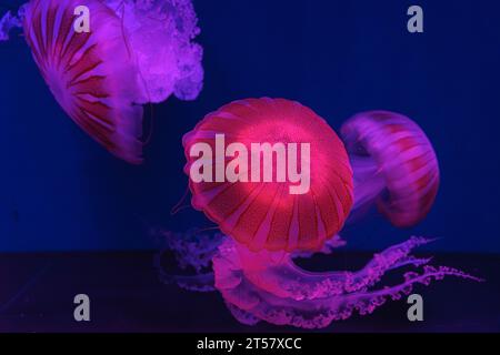 Gruppe von fluoreszierenden Quallen, die unter Wasser im Aquarium schwimmen, mit rosafarbenem Neonlicht. Die südamerikanische Meerbrunnenchrysaora plocamia in blauem Wasser, Stockfoto