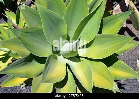 Die Fuchsschwanzagave (Agave attenuata) ist eine sukkkulente Zierpflanze, die in Zentralmexiko endemisch ist. Rosette. Stockfoto