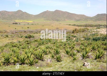 Sisal (Agave Sisalana) ist eine Sukkulenten Pflanze aus Yucatan (Mexiko). Sisal produziert sehr widerstandsfähige Fasern, die in der Industrie für Geotextilien verwendet werden, ROP Stockfoto