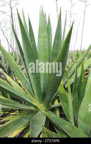 Sisal (Agave Sisalana) ist eine Sukkulenten Pflanze aus Yucatan (Mexiko). Sisal produziert sehr widerstandsfähige Fasern, die in der Industrie für Geotextilien verwendet werden, ROP Stockfoto