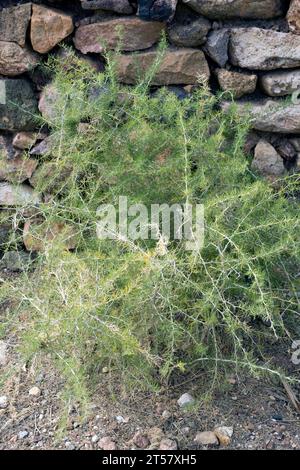 Esparraguera blanca (Spargel albus) ist ein im westlichen Mittelmeerraum heimischer Sträucher. Dieses Foto wurde im Naturpark Cabo de Gata in Almeria pro aufgenommen Stockfoto