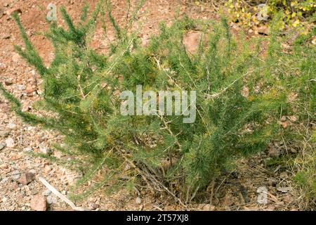 Esparraguera blanca (Spargel albus) ist ein im westlichen Mittelmeerraum heimischer Sträucher. Dieses Foto wurde im Naturpark Cabo de Gata in Almeria pro aufgenommen Stockfoto