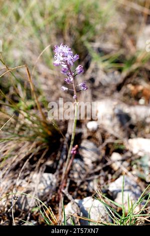 Der Herbstschürz (Prospero autumnalis oder Scilla autumnalis) ist ein mehrjähriges Kraut, das im Mittelmeerraum und im Südwesten Asiens beheimatet ist. Dieses Foto wurde aufgenommen Stockfoto