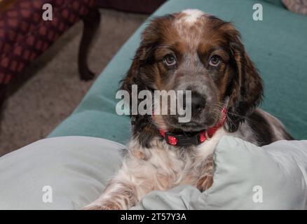 Niedlicher junger roan farbiger Springer Spaniel posiert für die Kamera Stockfoto