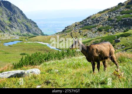 Die Tatra-Gämse (Rupicapra rupicapra tatrica) im Velicka-Tal, Vysoke-Tatry (Tatra-Gebirge), Slowakei. Stockfoto