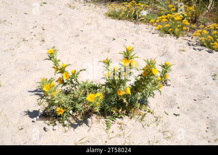 Die spanische Austerndistel (Scolymus hispanicus) ist eine in Südeuropa und Nordwestafrika heimische, biennale oder mehrjährige Pflanze. Dieses Foto Stockfoto