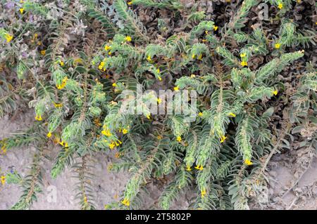 Orientalisches Alkanet (Alkanna orientalis) ist eine mehrjährige Pflanze, die im östlichen Mittelmeerraum und im Nahen Osten beheimatet ist. Dieses Foto wurde in Kappadokien, Türkei, aufgenommen. Stockfoto