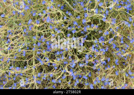 Dyer's Alkanet (Alkanna tinctoria) ist ein mehrjähriges Kraut, das im Mittelmeerraum und im Südwesten Asiens beheimatet ist. Ist essbar und wird als Farbstoff und pH-Wert i verwendet Stockfoto