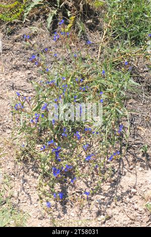 Dyer's Alkanet (Alkanna tinctoria) ist ein mehrjähriges Kraut, das im Mittelmeerraum und im Südwesten Asiens beheimatet ist. Ist essbar und wird als Farbstoff und pH-Wert i verwendet Stockfoto