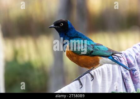 Super Starling (Lamprotornis Superbus) in Maralal, Kenia Stockfoto