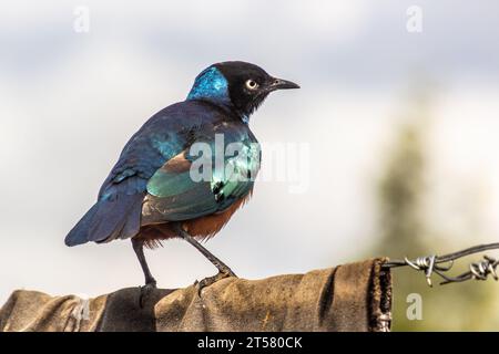 Super Starling (Lamprotornis Superbus) in Maralal, Kenia Stockfoto