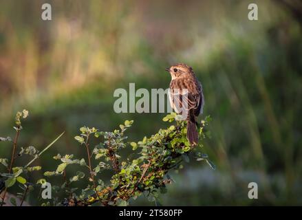 Der sibirische Steinechat oder asiatischer Steinechat ist eine kürzlich validierte Art aus der Familie der Fliegenfänger der Alten Welt. Stockfoto