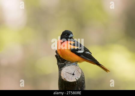 Nahaufnahme Male Baltimore Oriole (Ikterus galbula), die auf einem Baum im Chippewa National Forest im Norden von Minnesota, USA, thront Stockfoto