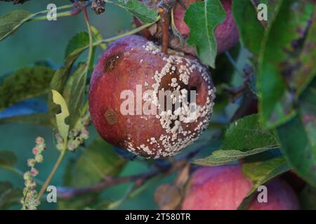 Verfaulte Äpfel auf dem Baum. Verdorbene Apfelernte. Mit Apfelmonilia fructigena infizierte Früchte Stockfoto