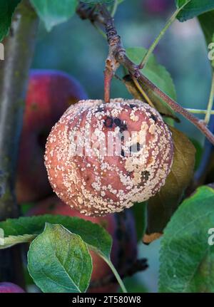 Verfaulte Äpfel auf dem Boden. Verdorbene Apfelernte. Mit Apfelmonilia fructigena infizierte Früchte Stockfoto