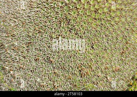 Deuterocohnia brevifolia oder Abromeitiella brevifolia ist eine kissenförmige terrestrische Pflanze, die in Bolivien und Argentinien beheimatet ist. Stockfoto