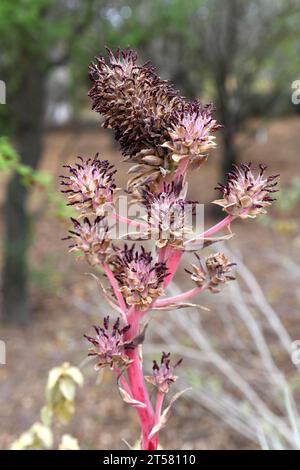 Chagual chico oder Chagualillo (Puya venusta) ist eine in Chile endemische Stachelpflanze. Blütenstände Detail. Stockfoto