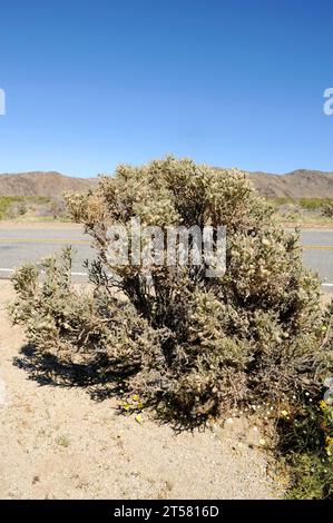 cholla (Cylindropuntia ramosissima oder Opuntia ramosissima) ist ein in Kalifornien (USA) und Baja California (Mexiko) beheimateter Kakteen. Diese p Stockfoto