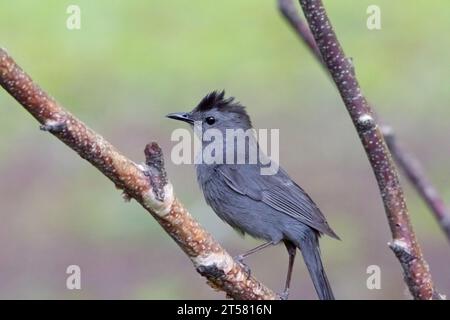 Grauer Katzenvogel (Dumetella carolinensis) auf einer Birke im Chippewa National Forest im Norden von Minnesota, USA Stockfoto