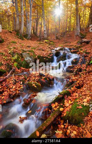 Ein schmaler Gebirgsfluss fließt schnell durch einen bezaubernden Herbstbuchenwald und schafft eine faszinierende Szene. Die leuchtenden Farben des Herbstes spiegeln sich auf t wider Stockfoto