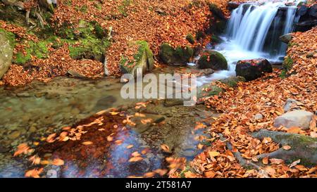 Ein schmaler Gebirgsfluss fließt schnell durch einen bezaubernden Herbstbuchenwald und schafft eine faszinierende Szene. Die leuchtenden Farben des Herbstes spiegeln sich auf t wider Stockfoto