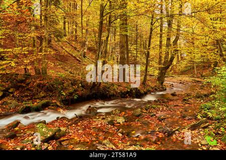 Ein schmaler Gebirgsfluss fließt schnell durch einen bezaubernden Herbstbuchenwald und schafft eine faszinierende Szene. Die leuchtenden Farben des Herbstes spiegeln sich auf t wider Stockfoto