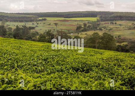 Teeplantagen in der Nähe von Kericho, Kenia Stockfoto