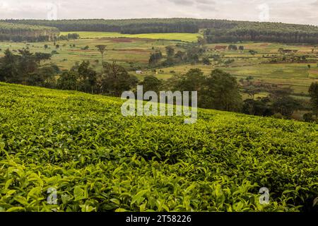 Teeplantagen in der Nähe von Kericho, Kenia Stockfoto