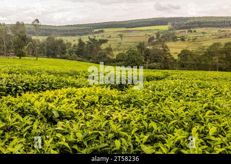 Teeplantagen in der Nähe von Kericho, Kenia Stockfoto