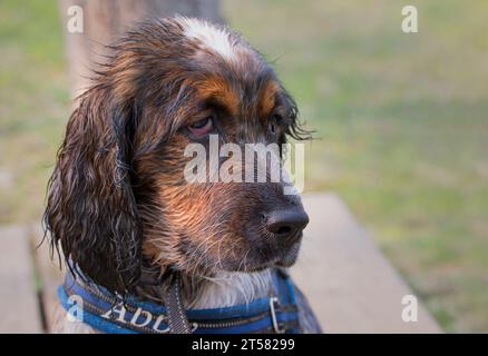 Wunderschöner, roanfarbener Springer Spaniel nass und direkt außerhalb des Sees Stockfoto