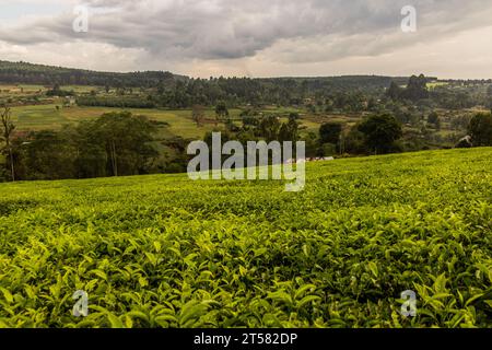 Teeplantagen in der Nähe von Kericho, Kenia Stockfoto
