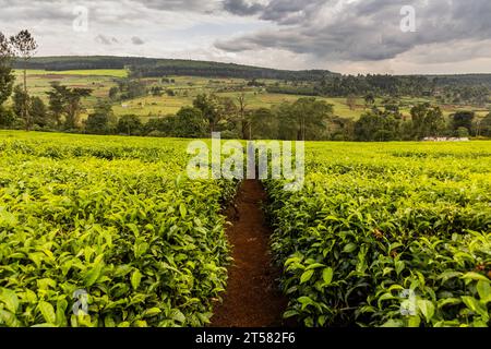 Teeplantagen in der Nähe von Kericho, Kenia Stockfoto
