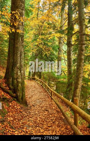 Begeben Sie sich auf eine ruhige Reise durch die lebhaften Herbstfarben auf einem Waldweg, der sich entlang eines malerischen Sees schlängelt. Der hölzerne Zaun ist anmutig Stockfoto