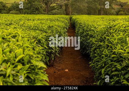 Teeplantagen in der Nähe von Kericho, Kenia Stockfoto
