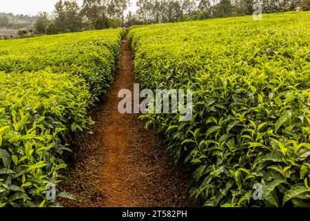 Teeplantagen in der Nähe von Kericho, Kenia Stockfoto