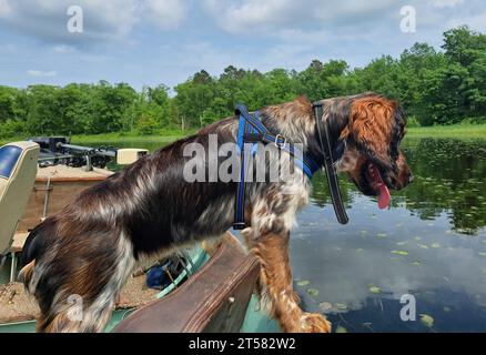 Junger roan farbiger Springer Spaniel im Boot, der nach einigen Fischen Ausschau hält Stockfoto