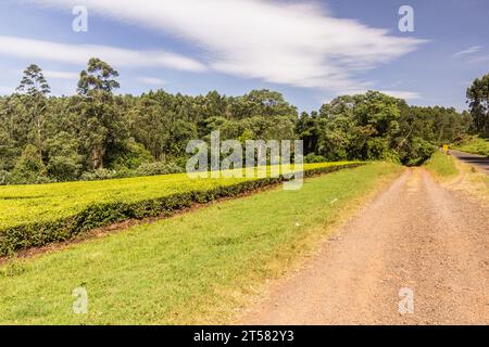 Teeplantagen in der Nähe von Kericho, Kenia Stockfoto