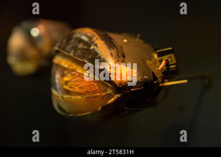 Original Jabba the Hutt's Eyes from Star Wars - Return of the Jedi Stockfoto